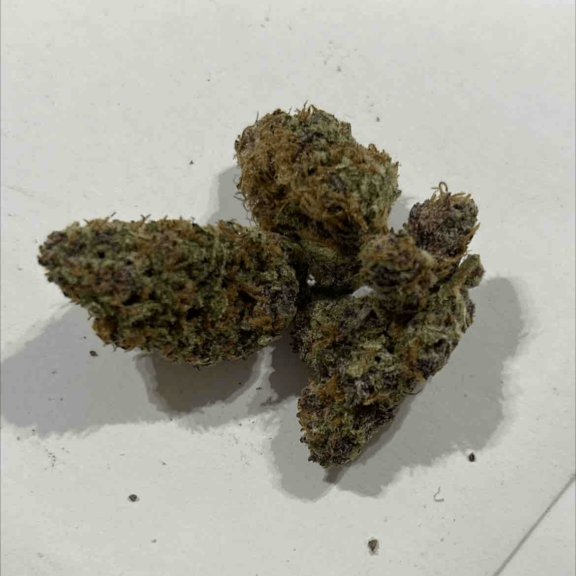 Forbidden Widow - pt